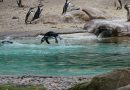 Ein königlich-britischer Zoo