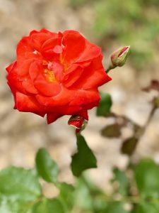 IMG_9713