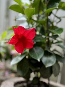IMG_9714