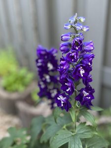 IMG_9801