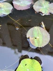 IMG_9803