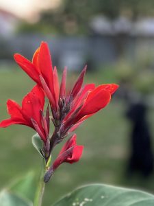IMG_9807