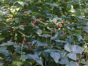 Bild0554