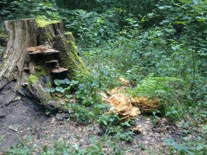 Bild0562