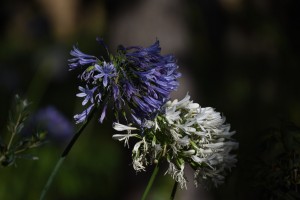 DSC 0384