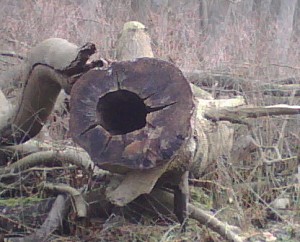 IMG00031