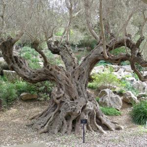 IMG 3910 (1)