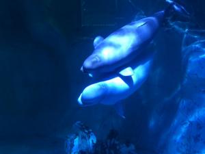 IMG 4276 (1)