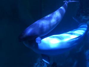 IMG 4277 (1)