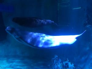 IMG 4279 (1)