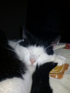 Mowgli 2010 2