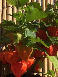Physalis
