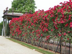 Rosen