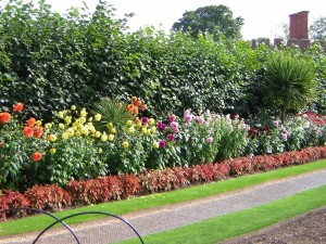 hc garden dahlien