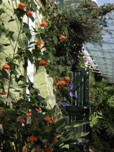 hc garden treibhaus 1