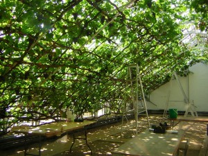 hc garden weinstock