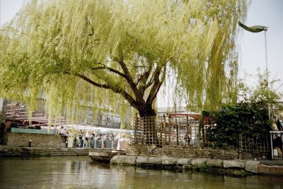 trauerweide_camden